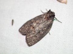 Discophlebia celaena