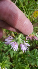 Erigeron aliceae