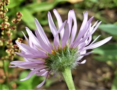 Erigeron aliceae