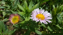 Erigeron aliceae