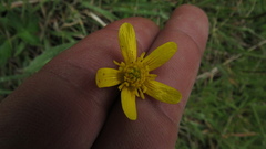 Ranunculus geranioides