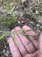 Liatris cymosa