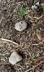 Lycoperdon subcretaceum