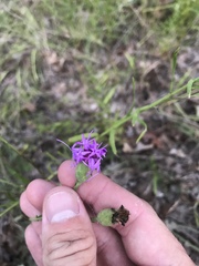 Liatris cymosa