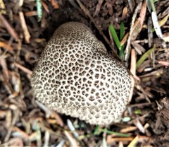 Lycoperdon subcretaceum