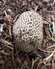 Lycoperdon subcretaceum