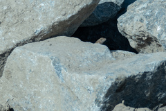 Sceloporus occidentalis biseriatus