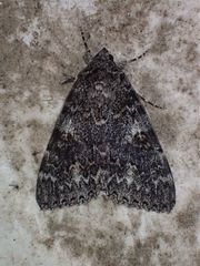 Catocala californica