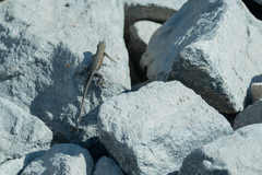 Sceloporus occidentalis biseriatus