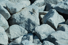 Sceloporus occidentalis biseriatus