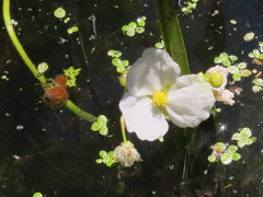 Sagittaria