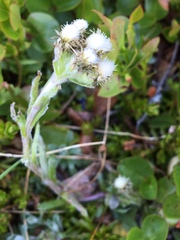 Antennaria alpina