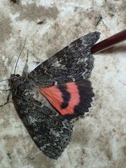 Catocala californica