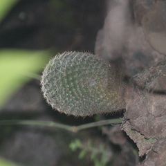 Mammillaria haageana haageana