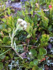 Antennaria alpina