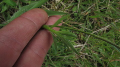 Ranunculus geranioides