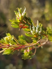 Darwinia leptantha