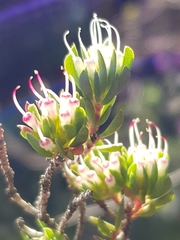 Darwinia leptantha
