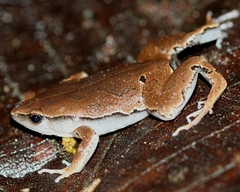 Hamptophryne boliviana