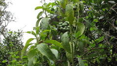 Solanum oblongifolium