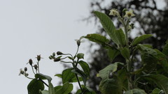 Solanum oblongifolium