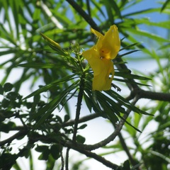 Cascabela thevetioides