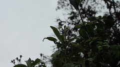 Solanum oblongifolium