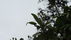 Solanum oblongifolium