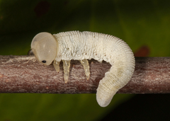 Trichiosoma triangulum