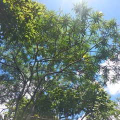 Cascabela thevetioides