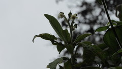 Solanum oblongifolium