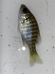 Lepomis macrochirus macrochirus