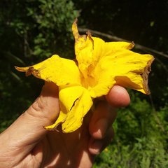 Cascabela thevetioides