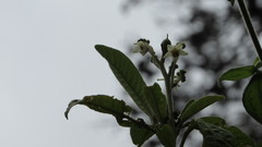 Solanum oblongifolium