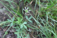 Trifolium obtusiflorum