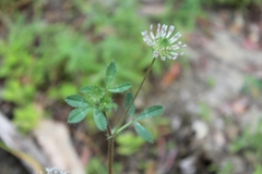 Trifolium obtusiflorum