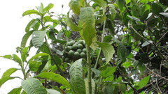 Solanum oblongifolium