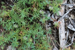 Trifolium obtusiflorum