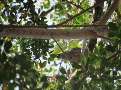Melanerpes