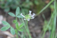 Trifolium obtusiflorum