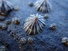 Air-breathing Limpet