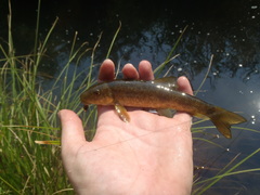 Catostomus occidentalis