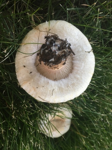 Downy milk cap