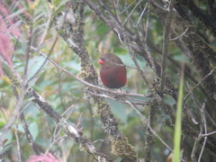 Oreostruthus fuliginosus