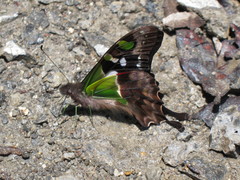 Graphium weiskei