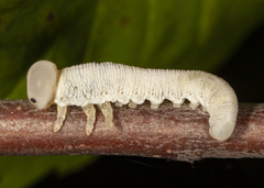 Trichiosoma triangulum