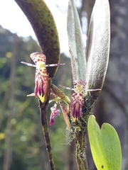 Pleurothallis trimeroglossa