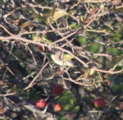 Vireo philadelphicus