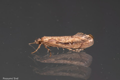 Atomotricha chloronota