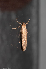 Atomotricha chloronota